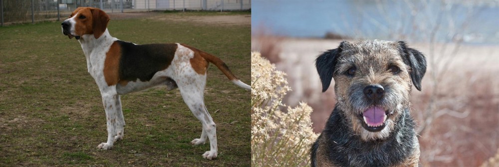 Border Terrier vs Anglo-Francais de Petite Venerie - Breed Comparison