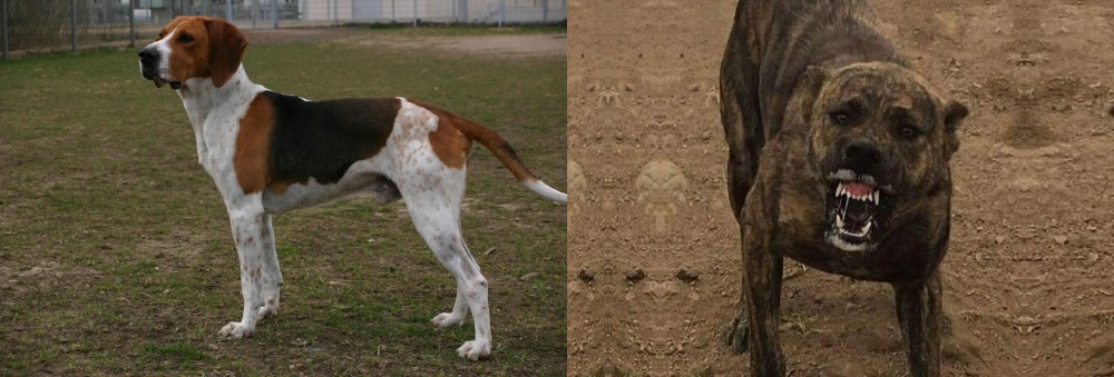 Dogo Sardesco vs Anglo-Francais de Petite Venerie - Breed Comparison