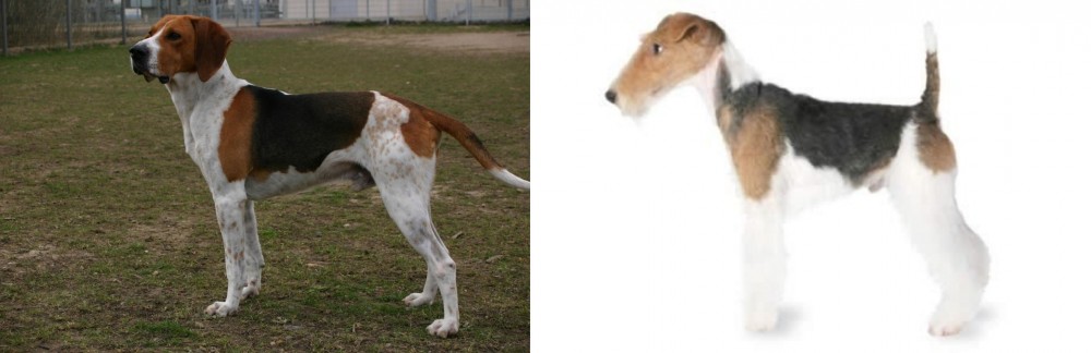 Fox Terrier vs Anglo-Francais de Petite Venerie - Breed Comparison
