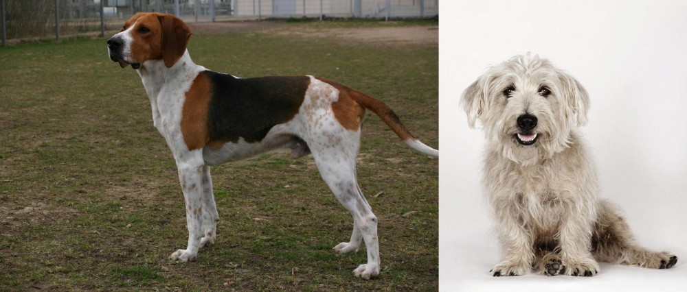 Glen of Imaal Terrier vs Anglo-Francais de Petite Venerie - Breed Comparison