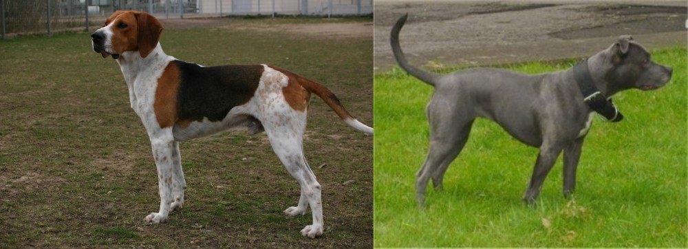 Irish Bull Terrier vs Anglo-Francais de Petite Venerie - Breed Comparison