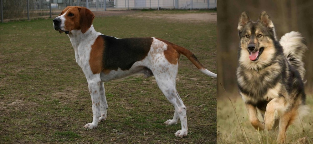 Native American Indian Dog vs Anglo-Francais de Petite Venerie - Breed Comparison