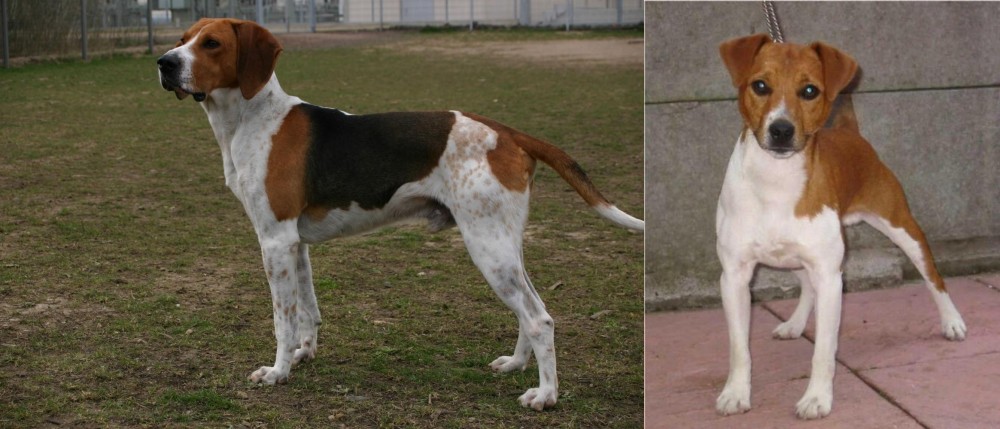 Plummer Terrier vs Anglo-Francais de Petite Venerie - Breed Comparison