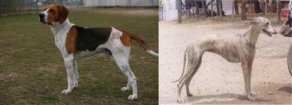 Rampur Greyhound vs Anglo-Francais de Petite Venerie - Breed Comparison