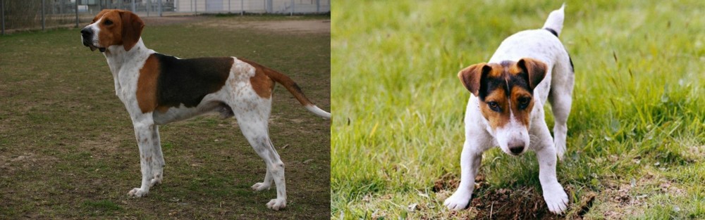 Russell Terrier vs Anglo-Francais de Petite Venerie - Breed Comparison