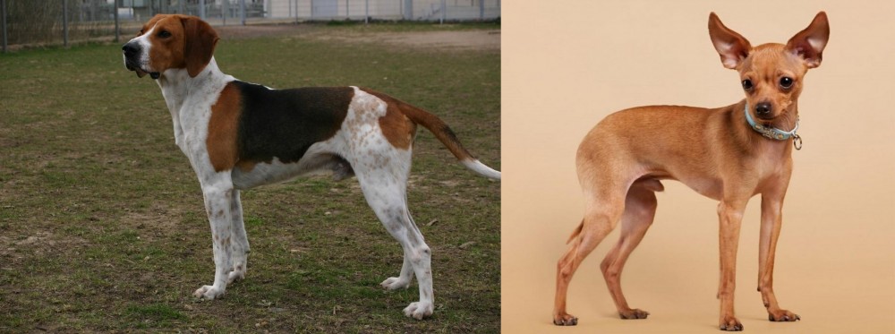 Russian Toy Terrier vs Anglo-Francais de Petite Venerie - Breed Comparison