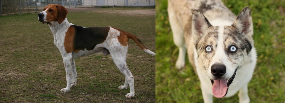 Shepherd Husky vs Anglo-Francais de Petite Venerie - Breed Comparison