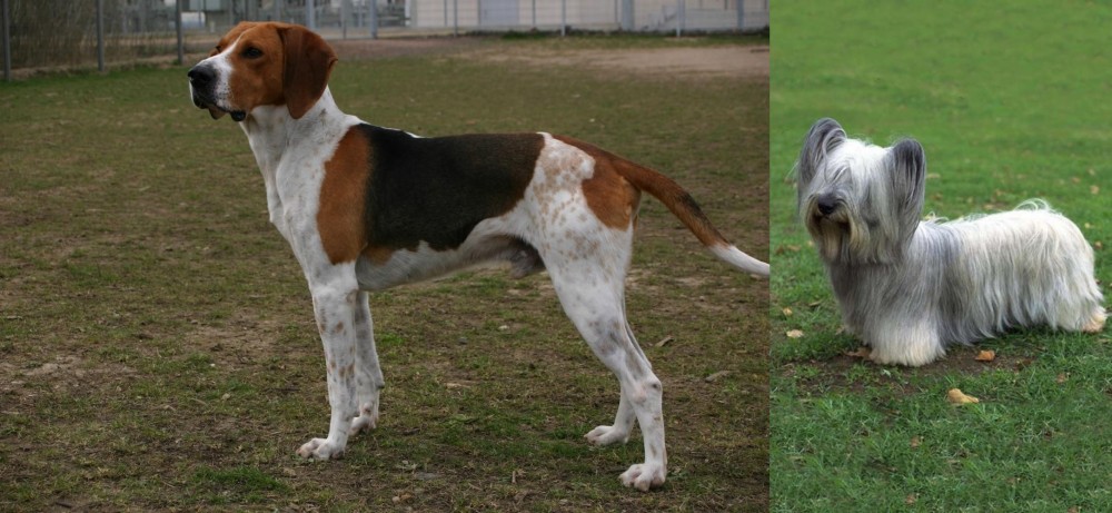 Skye Terrier vs Anglo-Francais de Petite Venerie - Breed Comparison