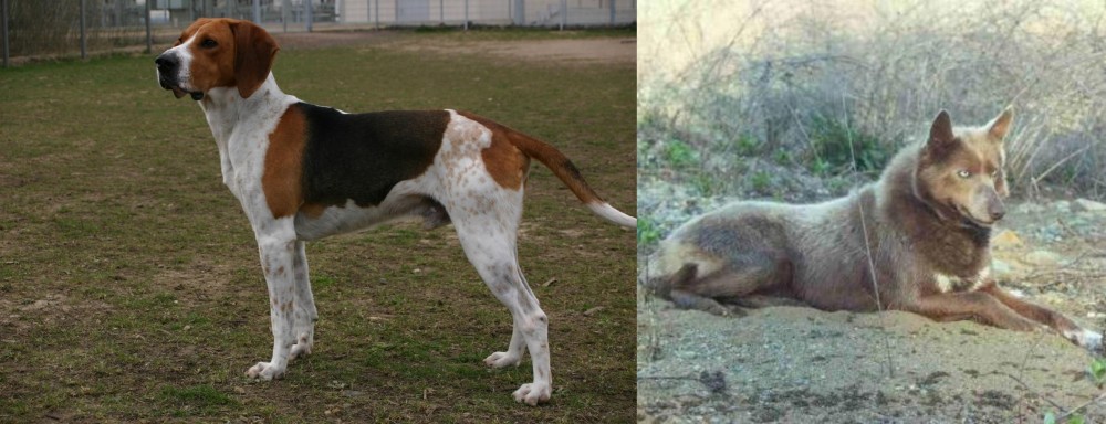 Tahltan Bear Dog vs Anglo-Francais de Petite Venerie - Breed Comparison