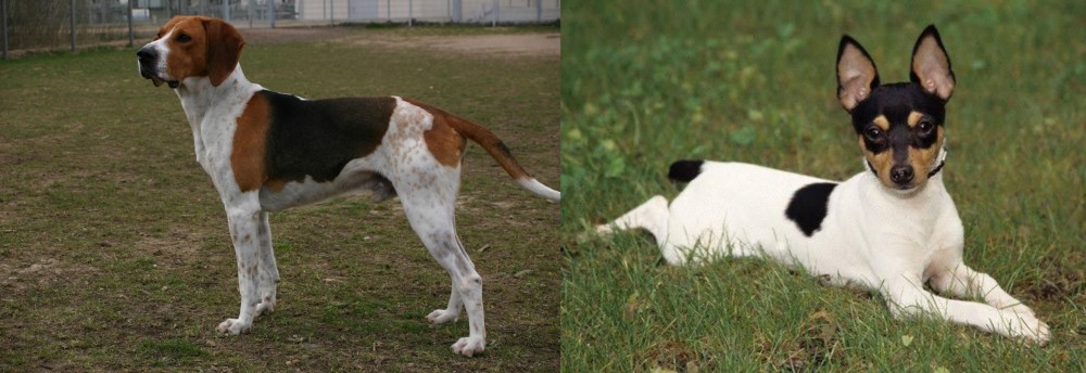 Toy Fox Terrier vs Anglo-Francais de Petite Venerie - Breed Comparison