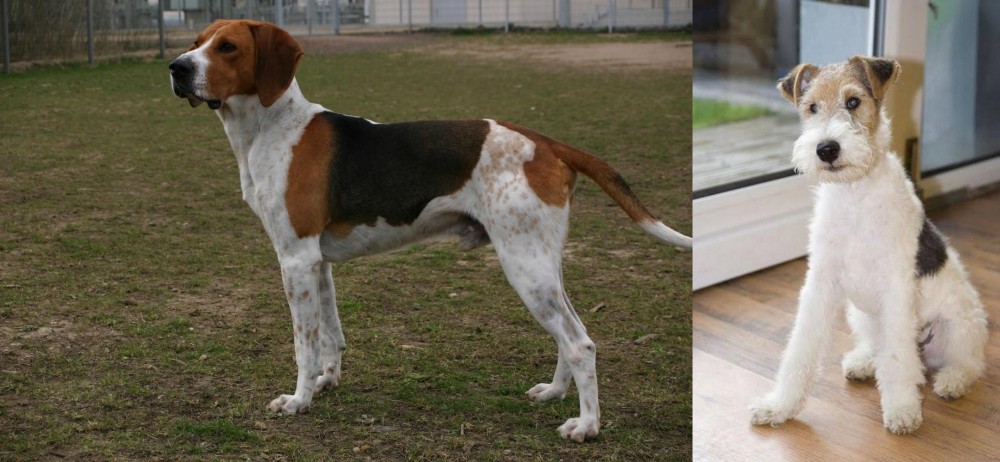 Wire Fox Terrier vs Anglo-Francais de Petite Venerie - Breed Comparison