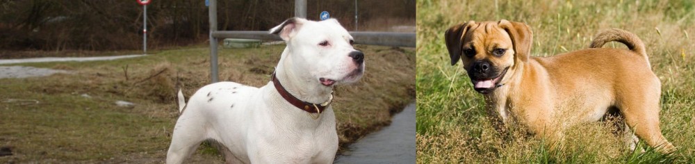 Puggle vs Antebellum Bulldog - Breed Comparison
