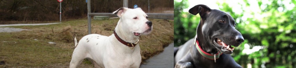 Shepard Labrador vs Antebellum Bulldog - Breed Comparison