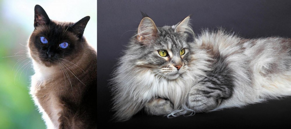 Domestic Longhaired Cat vs Applehead Siamese - Breed Comparison