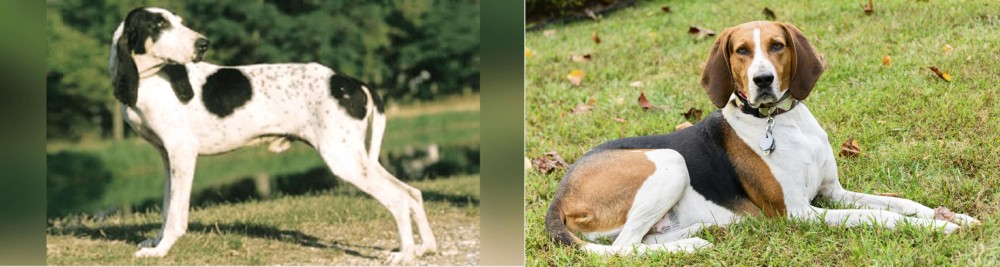 American English Coonhound vs Ariegeois - Breed Comparison