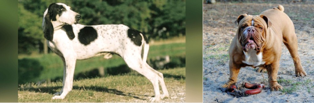 Australian Bulldog vs Ariegeois - Breed Comparison