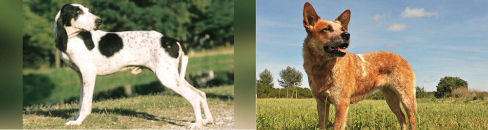 Australian Red Heeler vs Ariegeois - Breed Comparison