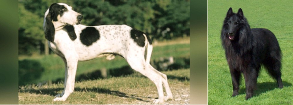 Belgian Shepherd Dog (Groenendael) vs Ariegeois - Breed Comparison