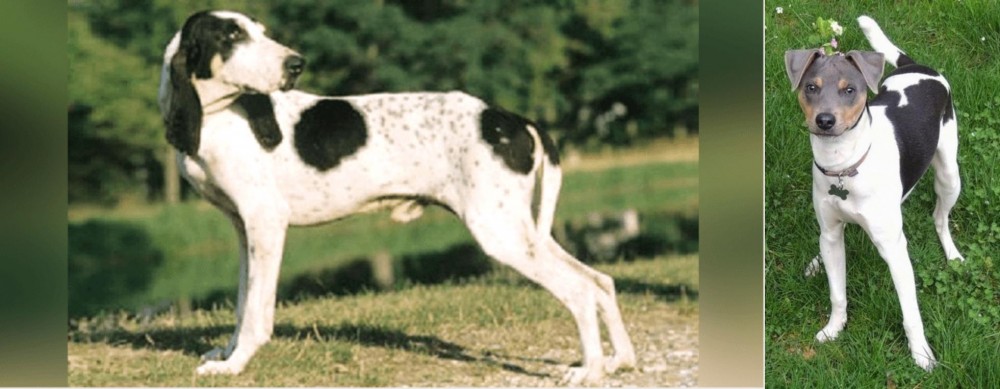 Brazilian Terrier vs Ariegeois - Breed Comparison