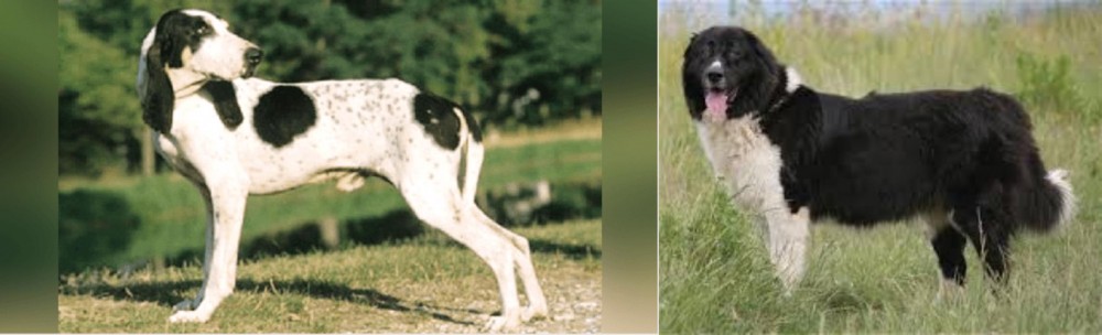 Bulgarian Shepherd vs Ariegeois - Breed Comparison