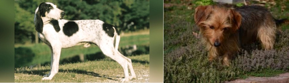 Dorkie vs Ariegeois - Breed Comparison