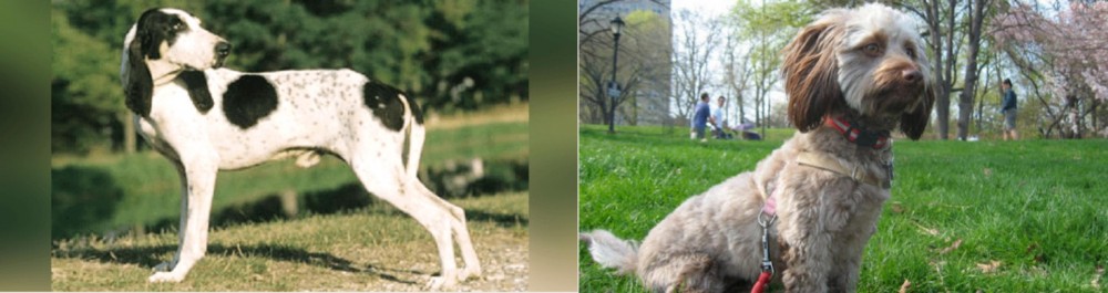 Doxiepoo vs Ariegeois - Breed Comparison