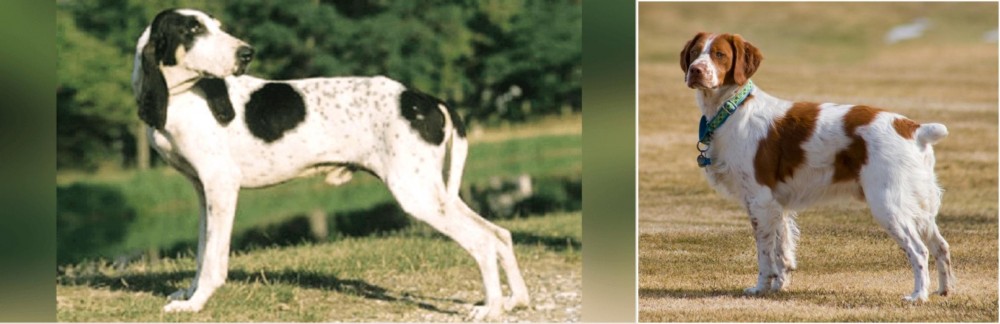 French Brittany vs Ariegeois - Breed Comparison