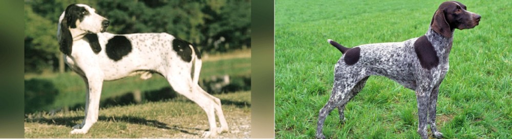 German Shorthaired Pointer vs Ariegeois - Breed Comparison