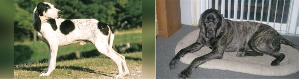 Giant Maso Mastiff vs Ariegeois - Breed Comparison
