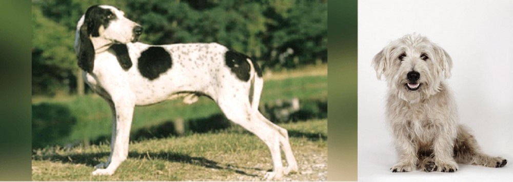 Glen of Imaal Terrier vs Ariegeois - Breed Comparison