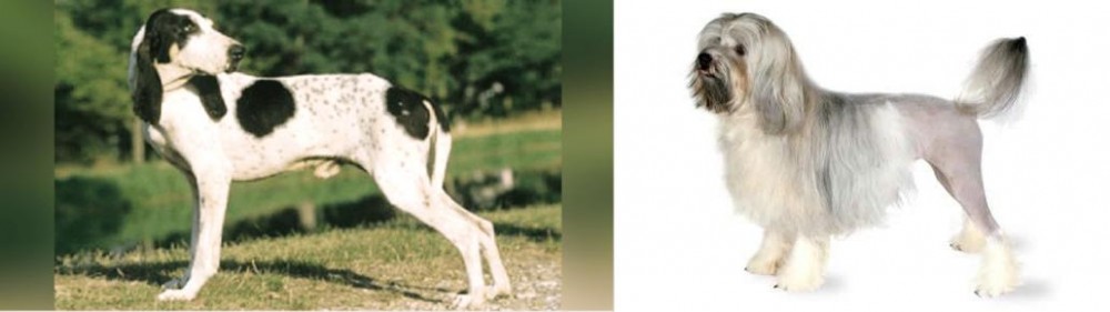 Lowchen vs Ariegeois - Breed Comparison
