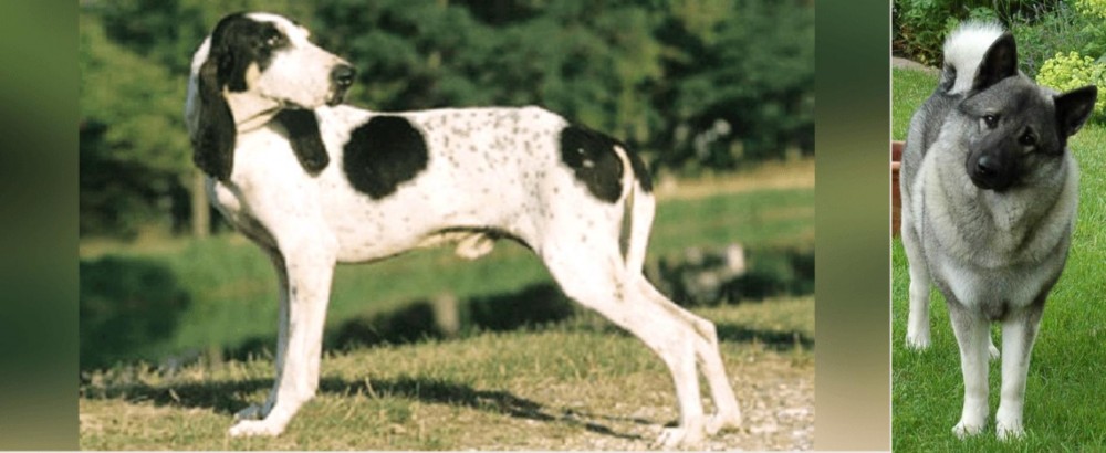 Norwegian Elkhound vs Ariegeois - Breed Comparison