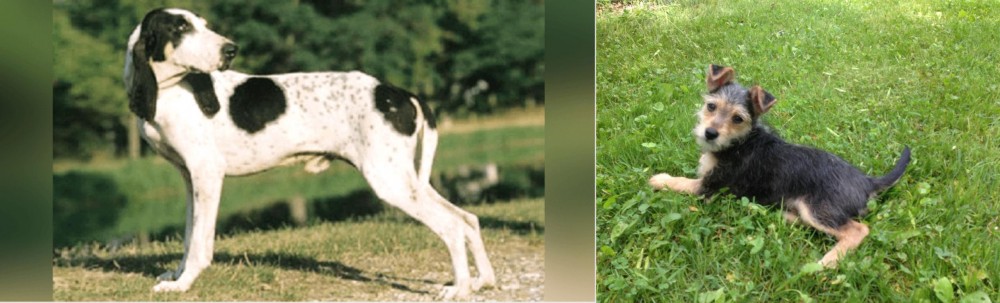 Schnorkie vs Ariegeois - Breed Comparison