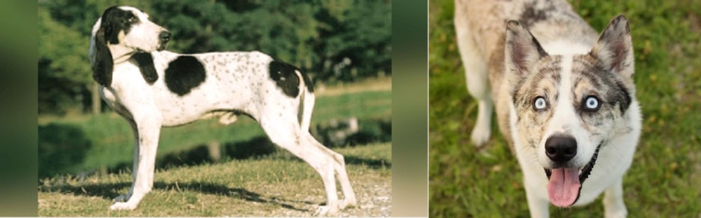 Shepherd Husky vs Ariegeois - Breed Comparison
