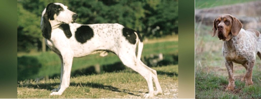 Spanish Pointer vs Ariegeois - Breed Comparison