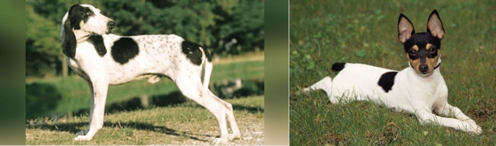 Toy Fox Terrier vs Ariegeois - Breed Comparison