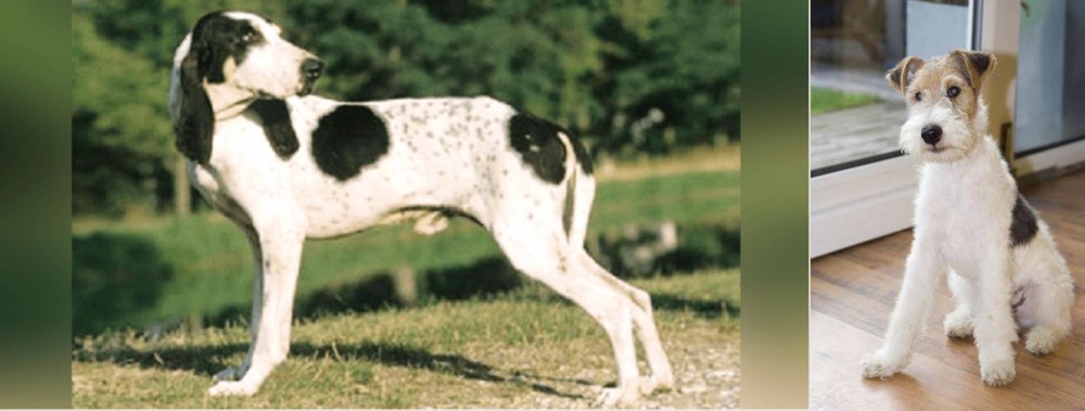 Wire Fox Terrier vs Ariegeois - Breed Comparison