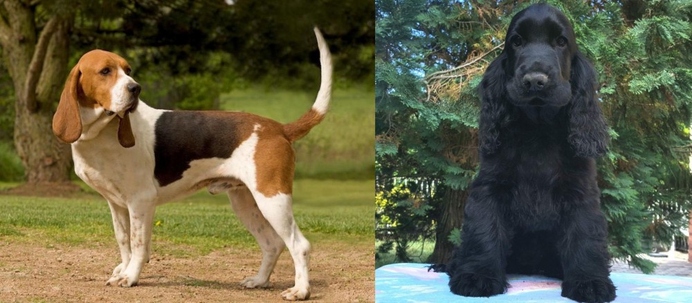 American Cocker Spaniel vs Artois Hound - Breed Comparison