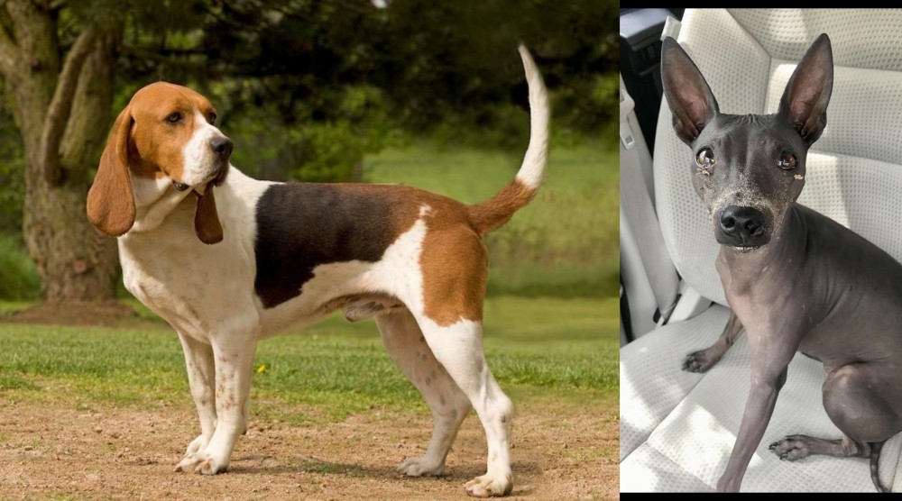 American Hairless Terrier vs Artois Hound - Breed Comparison