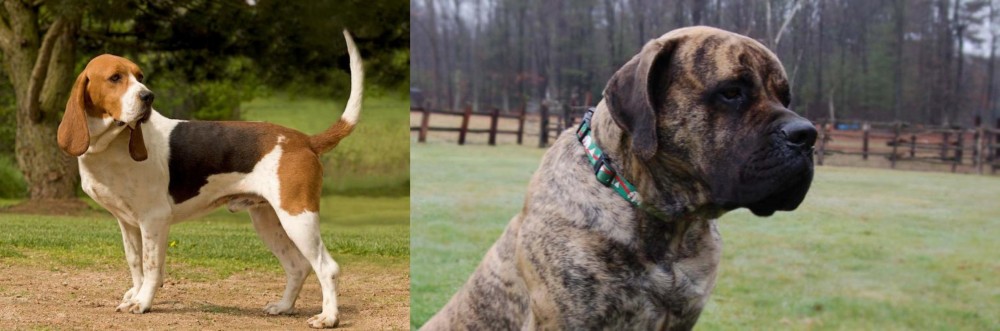 American Mastiff vs Artois Hound - Breed Comparison