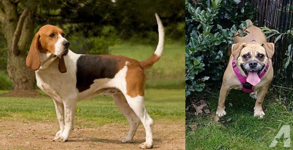 Beabull vs Artois Hound - Breed Comparison