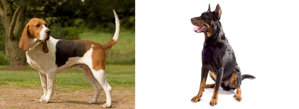 Beauceron vs Artois Hound - Breed Comparison
