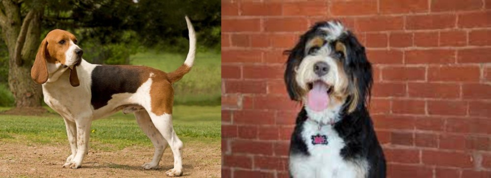 Bernedoodle vs Artois Hound - Breed Comparison