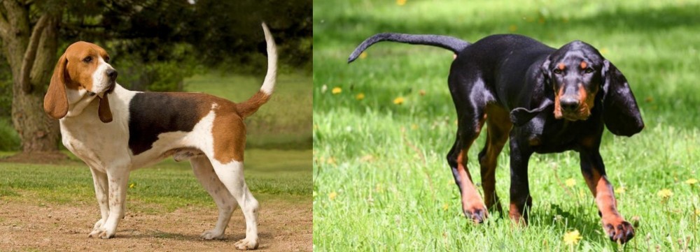 Black and Tan Coonhound vs Artois Hound - Breed Comparison