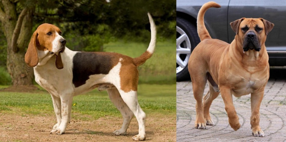 Boerboel vs Artois Hound - Breed Comparison