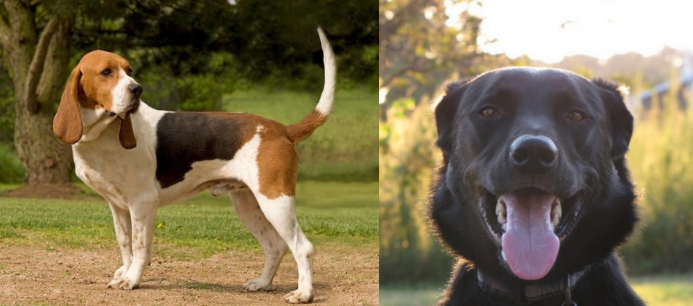 Borador vs Artois Hound - Breed Comparison