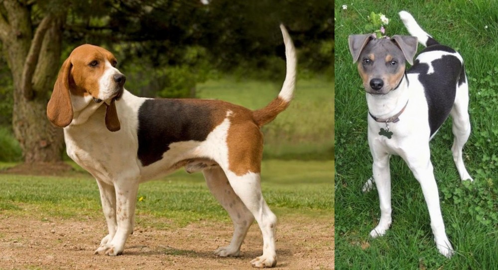 Brazilian Terrier vs Artois Hound - Breed Comparison