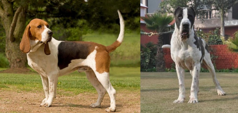 Bully Kutta vs Artois Hound - Breed Comparison