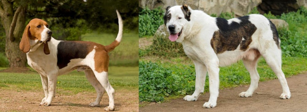 Central Asian Shepherd vs Artois Hound - Breed Comparison