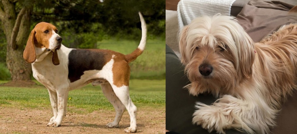 Cyprus Poodle vs Artois Hound - Breed Comparison